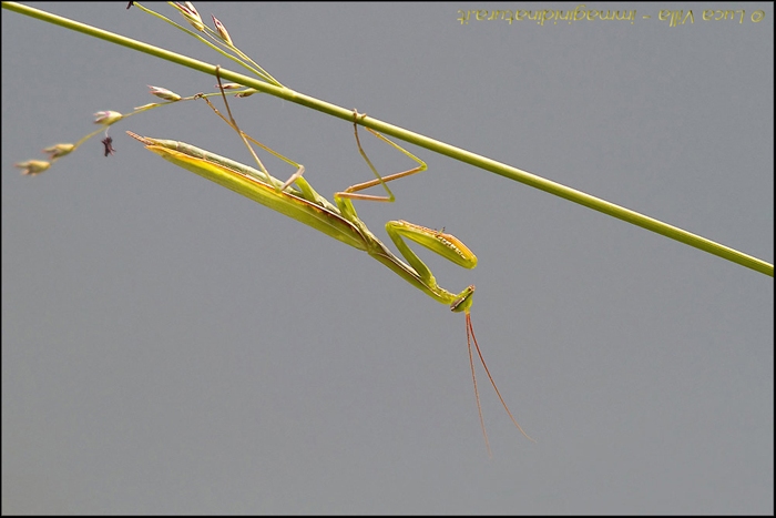Giovane mantide ?? No. Maschio adulto di Mantis religiosa